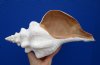 Extra Large Horse Conch Shell 13 by 6-1/2 inches - Buy this beautiful shell for $49.99