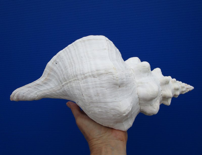13 by 61/2 inches Extra Large Horse Conch Shell for Decorating