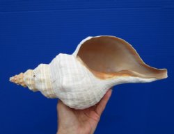 13-1/4 inches Large Authentic Horse Conch Shell for Sale, with cute tiny barnacle on it - Buy this one for $49.99