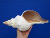 13-1/4 inches Large Authentic Horse Conch Shell for Sale, with cute tiny barnacle on it - Buy this one for $49.99