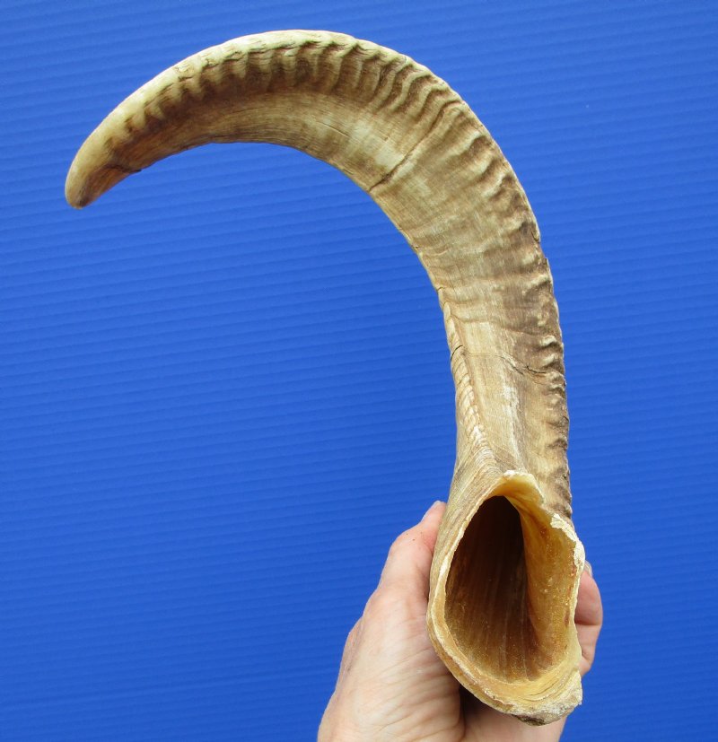 21 inches Real Merino Sheep Horn, Ram Horn for Sale
