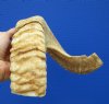 21 inches Real Merino Sheep Horn, Ram Horn for Sale - Buy this one for $19.99