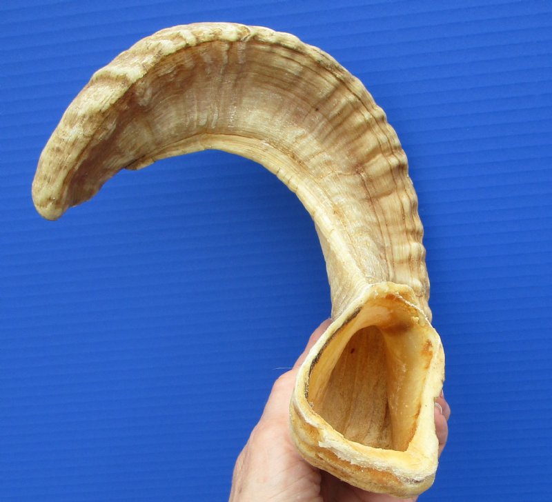 21 inches Real Merino Sheep Horn, Ram Horn for Sale