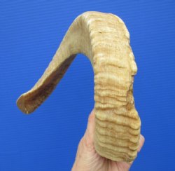 20-1/2 inches Authentic Merino Sheep Horn, Ram Horn for Sale - Buy this one for $19.99