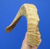 20-1/2 inches Authentic Merino Sheep Horn, Ram Horn for Sale - Buy this one for $19.99