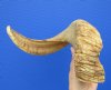 21-3/4 inches Real African Merino Sheep Horn, Ram Horn for Sale - Buy this one for $19.99