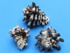 Vasum Cornigerum Shells, Vase Shells in Bulk Case of 20 kilo @ $2.25 a kilo