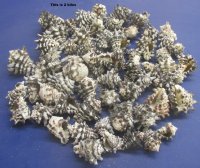 4.4 pound bag Vasum Cornigerum Seashells 1-1/2 to 2-1/2 inches - $7.00 a bag; 3 bags @ $6.00 a bag