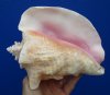 8 by 6-1/2 inches Authentic Pink Conch Shell for Decorating - Buy this one for $19.99