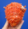 4-1/2 by 4-1/2 inches Mexican Spondylus Princeps Spiny Oyster Shell for Decorating - Buy this hand selected oyster shell for $24.99