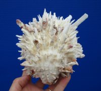 5-1/2 by 4-1/4 inches White Spondylus Leucacanthus Spiny Oyster Shell for Sale - Buy this hand selected oyster for $26.99