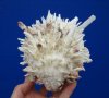 5-1/2 by 4-1/4 inches White Spondylus Leucacanthus Spiny Oyster Shell for Sale - Buy this hand selected oyster for $26.99