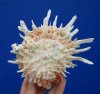 5 by 5 inches White Spondylus Leucacanthus Spiny Oyster Shell with Tiny Barnacles and Shells Attached - Buy this hand picked oyster shell for $26.99