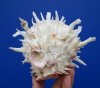 5-1/2 by 4-1/2 inches Beautiful Mexican Spondylus Leucacanthus Spiny Oyster Shell for Sale - Buy this hand picked oyster shell for $26.99