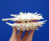 5-1/2 by 4-1/2 inches Gorgeous Mexican Spondylus Leucacanthus Spiny Oyster Shell for Decorating - Buy this hand picked oyster shell for $26.99