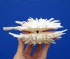 5-1/2 by 4-1/2 inches Gorgeous Mexican Spondylus Leucacanthus Spiny Oyster Shell for Decorating - Buy this hand picked oyster shell for $26.99