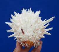 5-1/2 by 4-1/2 inches Gorgeous Mexican Spondylus Leucacanthus Spiny Oyster Shell for Decorating - Buy this hand picked oyster shell for $26.99