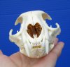4-7/8 inches Real American Bobcat Skull for Sale - Buy this one for <font color=red>$54.99</font>  Plus $7.50 1st Class Postage