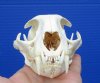 4-1/2 by 3-1/4 inches Real North American Bobcat Skull for Sale - Buy this one for <font color=red> $54.99</font> Plus $7.50 1st Class Mail