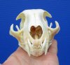 Genuine North American Bobcat Skull for Sale 4-3/4 inches - Buy this one for <font color=red>$54.99</font> Plus $8.50 1st Class Mail