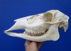 11 inches Doe Deer Skull for Sale - Buy this one for $49.99