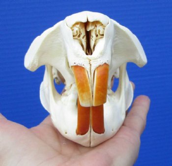 4-1/2 inches North American Beaver Skull for Sale - Buy this one for $29.99