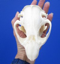 4-1/2 inches North American Beaver Skull for Sale - Buy this one for $29.99