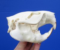 4-1/2 inches North American Beaver Skull for Sale - Buy this one for $29.99