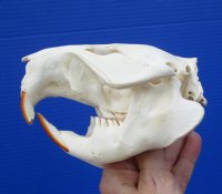 4-1/2 inches North American Beaver Skull for Sale - Buy this one for $29.99