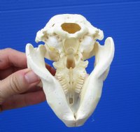 4-1/2 inches North American Beaver Skull for Sale - Buy this one for $29.99