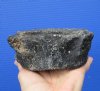 4-7/8 by 3 by 2-1/8 inches Fossil Whale Vertebra Bone for Sale - Buy this one for $19.99