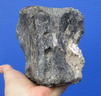 4-1/4 by 4 by 3 inches Fossilized Whale Vertebra Bone for Sale - Buy this one for $29.99