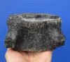 2-5/8 by 4-7/8 by 3-1/2 inches Fossil Whale Vertebra Bone for Sale - Buy this one for $19.99
