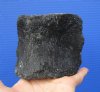 4 by 3-1/2 by 3 inches Fossilized Whale Vertebra Bone - Buy this one for $19.99