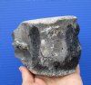 4-1/2 by 3-1/2 by 3-1/2 inches Fossilized Whale Vertebra Bone for Sale - Buy this one for $24.99