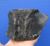 5-1/2 x 3-1/8 x 3-1/2 inches Fossil Whale Vertebra Bone for Sale - Buy this one for $24.99
