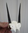 <font color=red> Grade A</font> Authentic African Steenbok Skull Plate with 4 inches Horns - Buy this one for $49.99
