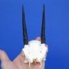 <font color=red> Grade A Large</font> African Steenbok Skull with 4-1/8 inches Horns for Sale - Buy this one for $49.99