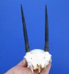 Grade A 4-3/8 inches Large African Steenbok Horns on Skull Plate for Sale - Buy this one for $49.99 (Plus $7.50 First Class Mail)