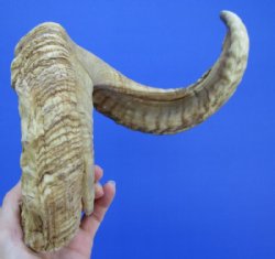 29 inches Discount Large Merino Sheep Horn for Sale with large splits in horn - Buy this one for $19.99