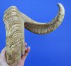 29 inches Discount Large Merino Sheep Horn for Sale with large splits in horn - Buy this one for $19.99