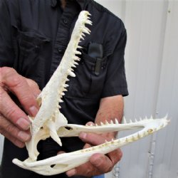 8-1/2 inches Nile Crocodile Skull (CITIES #223756)<font color=red> Good Quallity </font> for $119.99