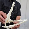 8-1/2 inches <font color=red>Good Quality </font> Nile Crocodile Skull for Sale imported from Africa (CITIES #223756) - Buy this one for $119.99