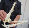 9-3/4 inches <font color=red> Good Quality</font> Genuine Nile Crocodile Skull for Sale (CITES #223756) - Buy this one for $134.99