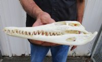 9-3/4 inches Genuine Nile Crocodile Skull (CITES #223756) <font color=red> Good quality</font> for $99.99 <font color=red> Sale</font>