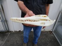 9-3/4 inches Genuine Nile Crocodile Skull (CITES #223756) <font color=red> Good quality</font> for $99.99 <font color=red> Sale</font>