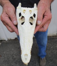 9-3/4 inches Genuine Nile Crocodile Skull (CITES #223756) <font color=red> Good quality</font> for $99.99 <font color=red> Sale</font>