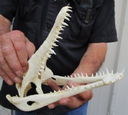  9-1/2 inches Real Nile Crocodile Skull (CITES 223756) for $134.99