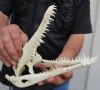 <font color=red> Good Quality</font> 9-1/2 inches Real Nile Crocodile Skull for Sale (CITES 223756) - Buy this one for $134.99
