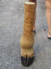 24-5/8 inches tall Taxidermy Giraffe Foot with Hoof - You are buying this one for $89.99 (CITES # 266319)